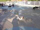 Nyc Dog Park 01